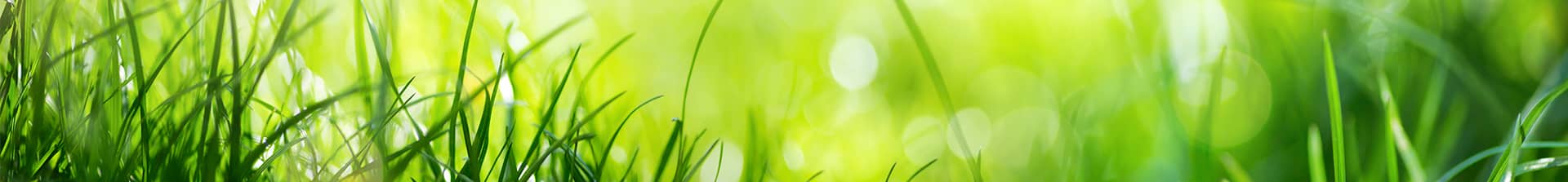 Green Grass