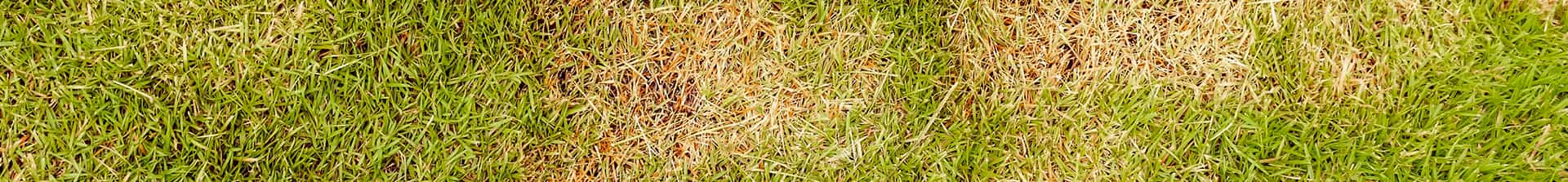 Lawn Disease Control