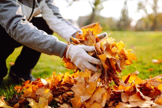 Raking fall leaves on lawn